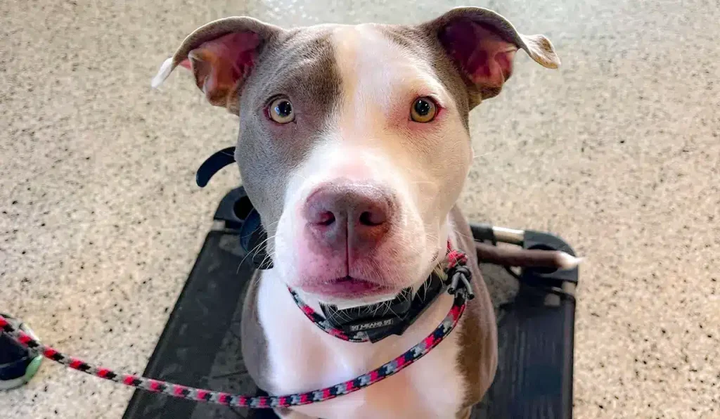 Beanie the dog is a service dog in training