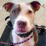 Beanie the dog is a service dog in training