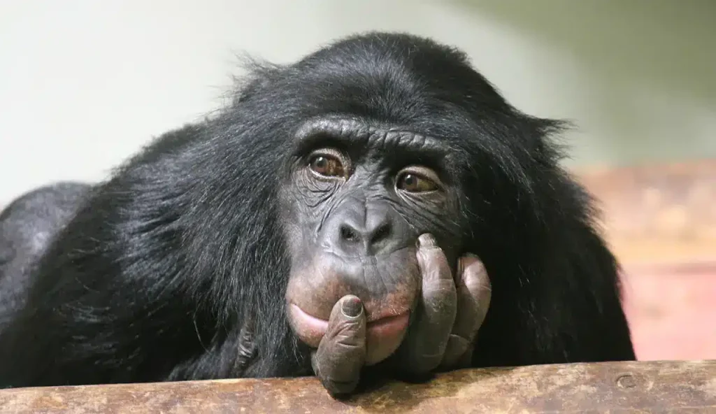 Honoring Jane Goodall: A life of purpose, compassion, and movement
