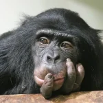 Honoring Jane Goodall: A life of purpose, compassion, and movement