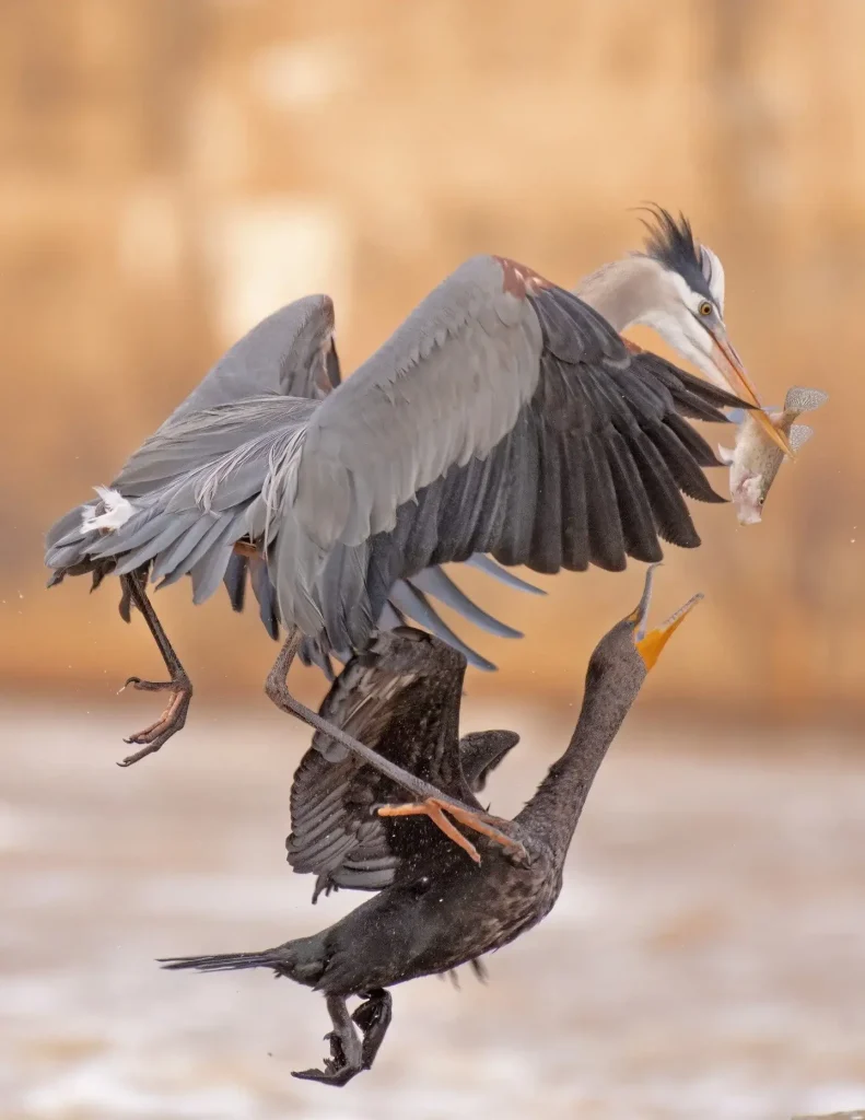 A Great Blue Heron intercepting a fish just caught by a Double-crested Cormorant, midair. It’s an opportunistic theft attempt. Moments like this are rare, fleeting, and exactly the kind of thing that rewards patience and readiness.