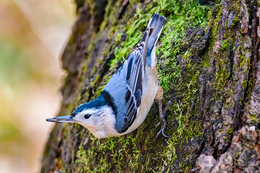 White-breasted Nuthatch on a maple tree outside the window of my exam room. PHOTO: PAUL WEISS. An entry in WFDD-FM's Photo of the Year Contest.