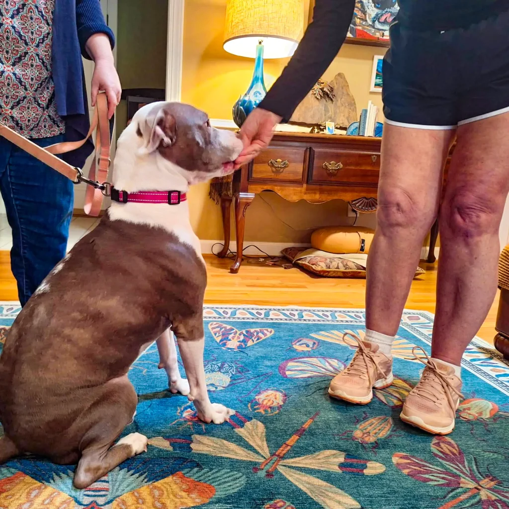 A patient feeds Beanie the Therapy Dog a special treat.