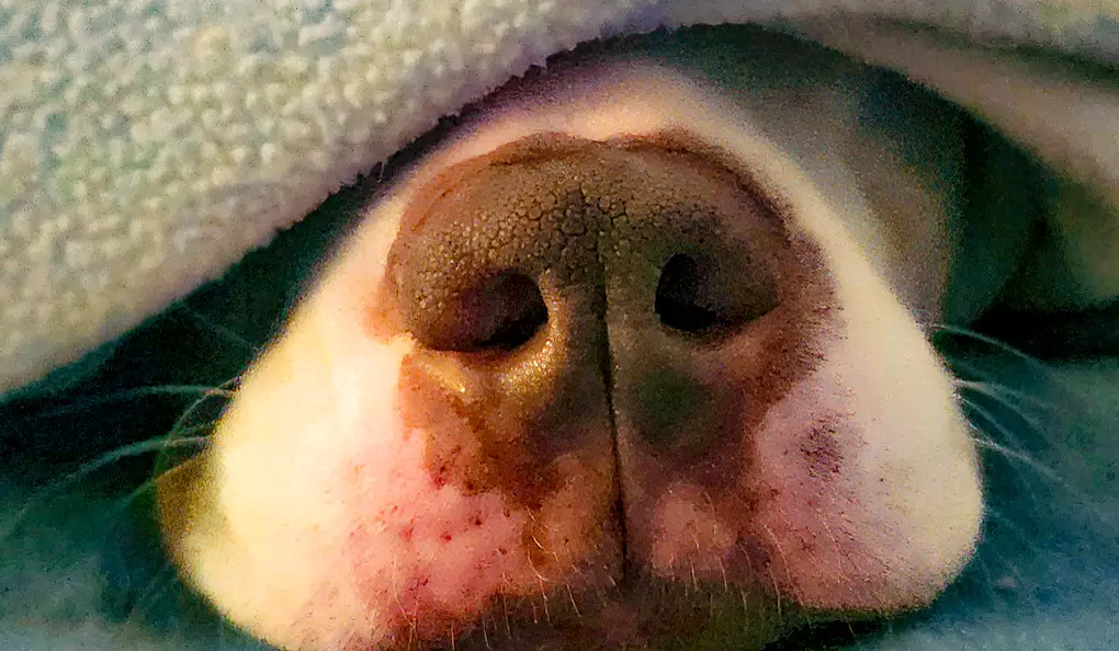 A cold, moist nose is the new vital sign